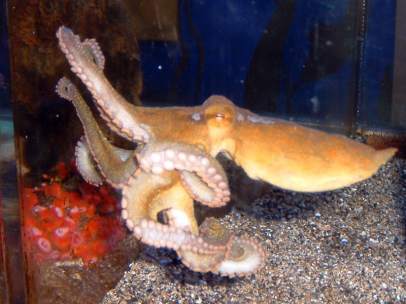 Pulpo