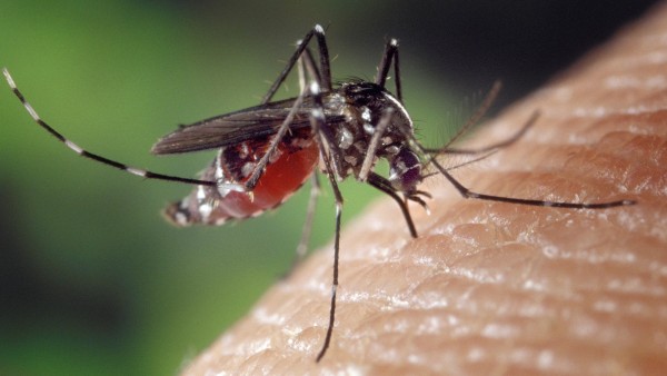 Mosquito tigre Mosquito tigre