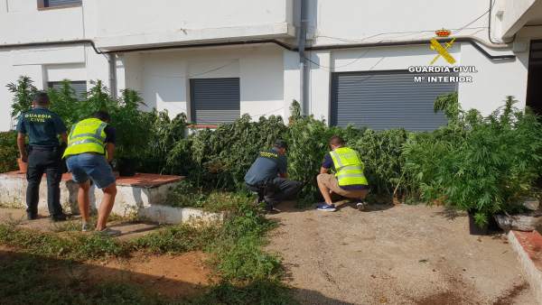 Plantación de marihuana en la masía de Vistabella Plantación de marihuana en la masía de Vistabella