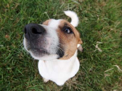 Perro