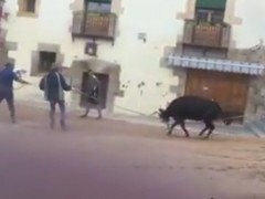 Una vaquilla llora de dolor al intentar huir de un festejo en Cuenca