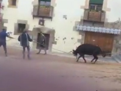 Una vaquilla atada a una cuerda intenta escapar y grita de dolor.