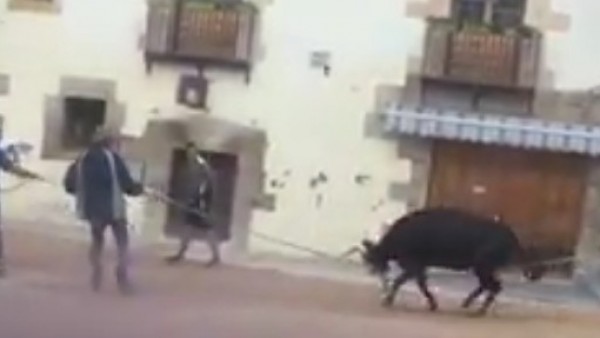 Una vaquilla atada a una cuerda intenta escapar y grita de dolor. Una vaquilla atada a una cuerda intenta escapar y grita de dolor.