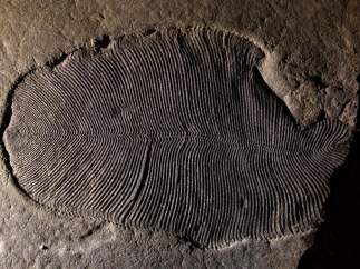 Dickinsonia