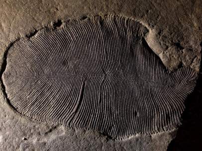 Dickinsonia