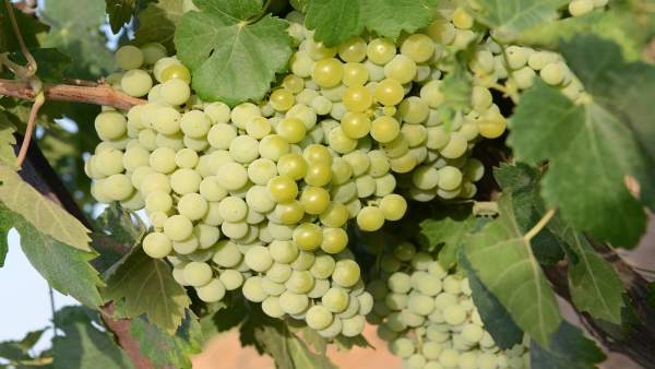 Uva zalema de la bodega del Socorro en Rociana del Condado. Uva zalema de la bodega del Socorro en Rociana del Condado.