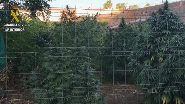 Marihuana intervenida por la Guardia Civil Marihuana intervenida por la Guardia Civil