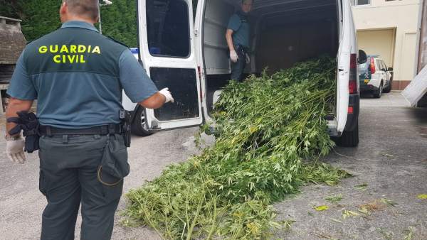 La Guardia Civil se incautan de una plantación de marihuana en Cambados La Guardia Civil se incautan de una plantación de marihuana en Cambados