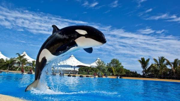 Orca Morgan Orca Morgan