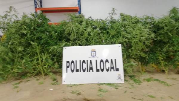 Marihuana intervenida Marihuana intervenida