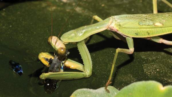 Mantis religiosa Mantis religiosa