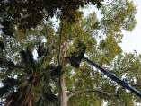Trabajos en el Parque María Luisa de Sevilla
