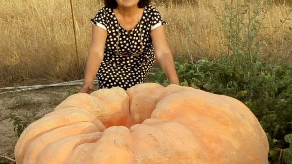 Calabaza de 150 kilos en Cáceres Calabaza de 150 kilos en Cáceres