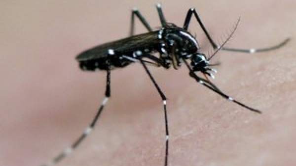 Mosquito tigre Mosquito tigre