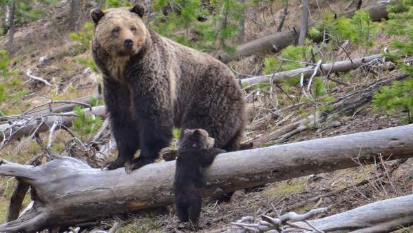 Oso grizzly Oso grizzly