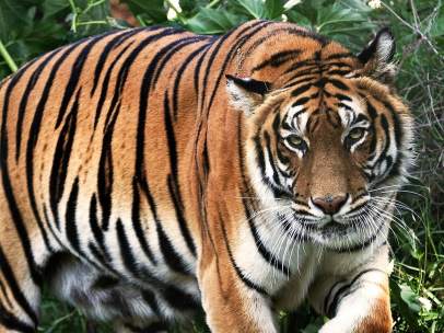 Tigre Nepal