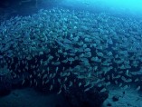 Banco de peces