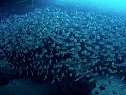 Banco de peces