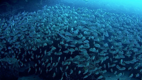 Banco de peces Banco de peces