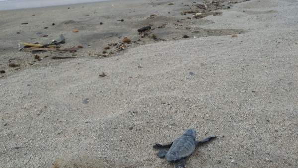 Una tortuga del nuevo nido de tortuga boba detectado en Cambrils Una tortuga del nuevo nido de tortuga boba detectado en Cambrils