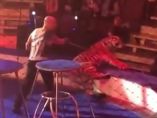 Una tigresa sufre un ataque mientras actúa en el circo