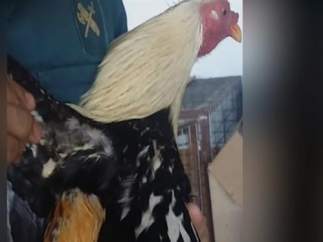 Gallo recuperado en una operación contra la Guardia Civil