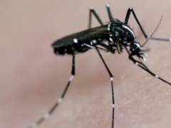 Sanidad confirma el tercer caso de dengue contraído en España