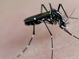 Mosquito tigre