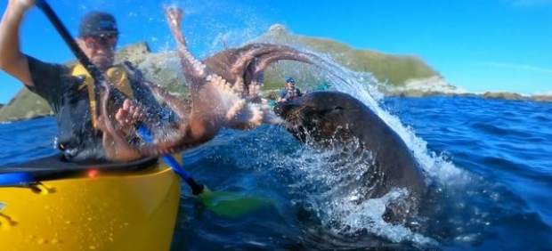 Piragüista golpeado por una foca con un pulpo