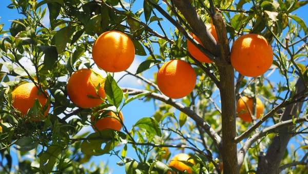 Naranjas Naranjas