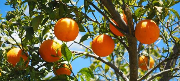 Naranjas