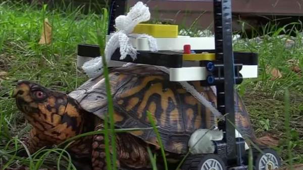 Tortuga Tortuga