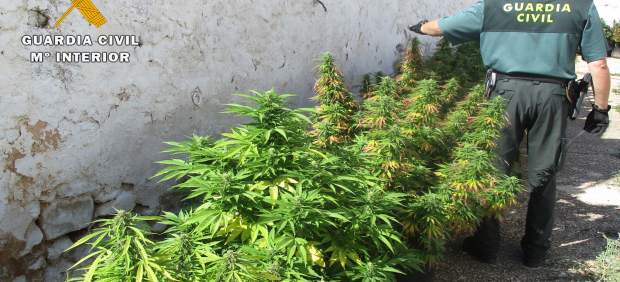 Marihuana incautada en Almansa
