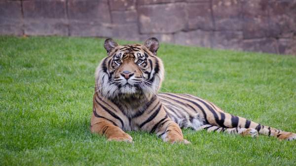 Harau, tigre de Sumatra, en el Bioparc Fuengirola Harau, tigre de Sumatra, en el Bioparc Fuengirola