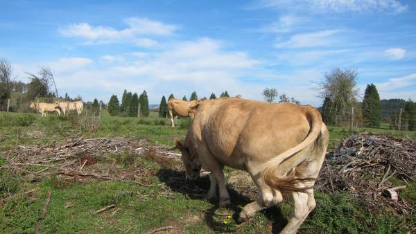 Vacas Vacas