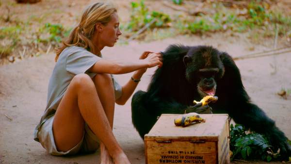 Jane Goodall Jane Goodall