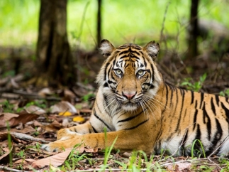 Tigre