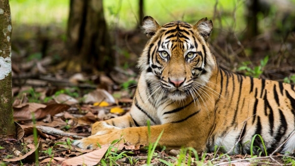Tigre Tigre