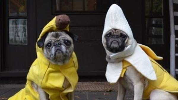 Perros disfrazados Perros disfrazados