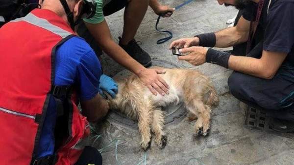 Reanimación de un perro Reanimación de un perro