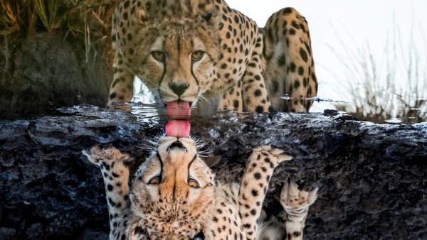 Imagen de un guepardo bebiendo agua Imagen de un guepardo bebiendo agua