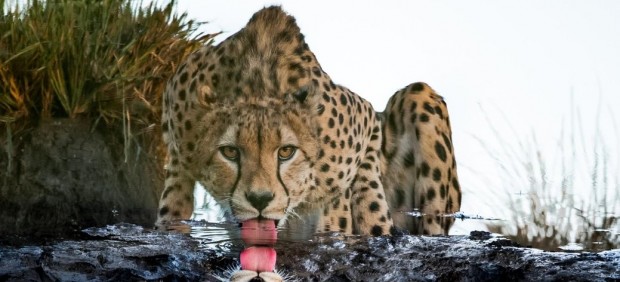 Imagen de un guepardo bebiendo agua