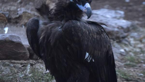 Uno de los buitres liberados en la Sierra de la Demanda. 8-10-2018 Uno de los buitres liberados en la Sierra de la Demanda. 8-10-2018