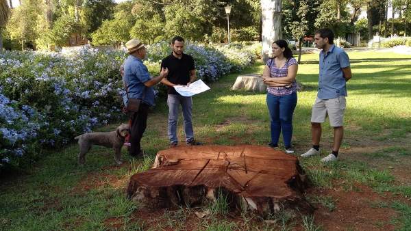 Ejemplar de gran porte talado en el parque de María Luisa Ejemplar de gran porte talado en el parque de María Luisa