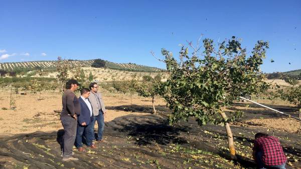 La Diputación fomenta la plantación de pistacho en la provincia La Diputación fomenta la plantación de pistacho en la provincia
