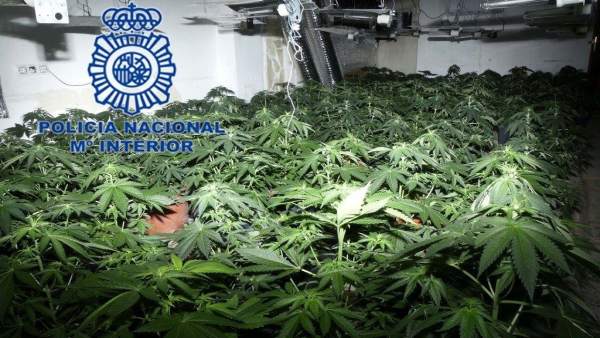 Plantas de marihuana Plantas de marihuana