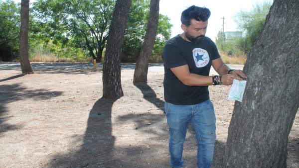 Barbado inyecta la vacuna a un pino Barbado inyecta la vacuna a un pino
