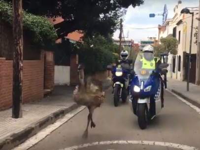 Un emú se pasea por las calles del centro de Sant Cugat (Barcelona).