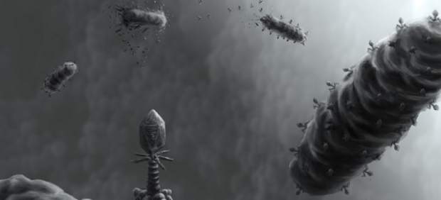 Conjunto de bacterias