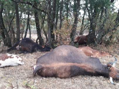Un rayo acaba con 9 reses en Madrid